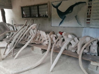 /album/fotogaleria-zanzibar-zajazd-vy-a-my1/zanzibar-zajazd-dovolenka-31-jpg1/
